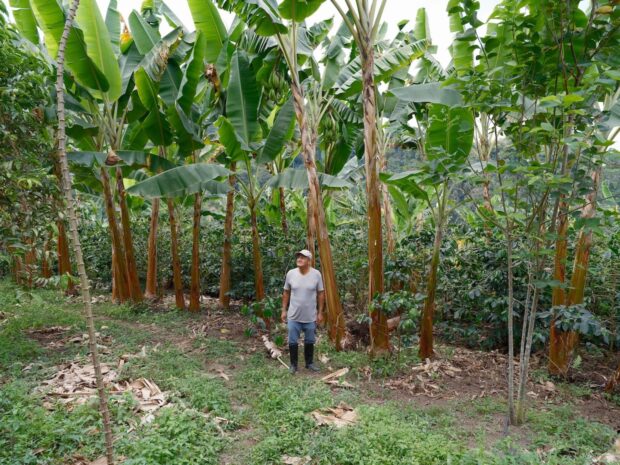 Inside Colombia’s Monumental Struggle to Balance Coffee Quality with Climate Adaptation