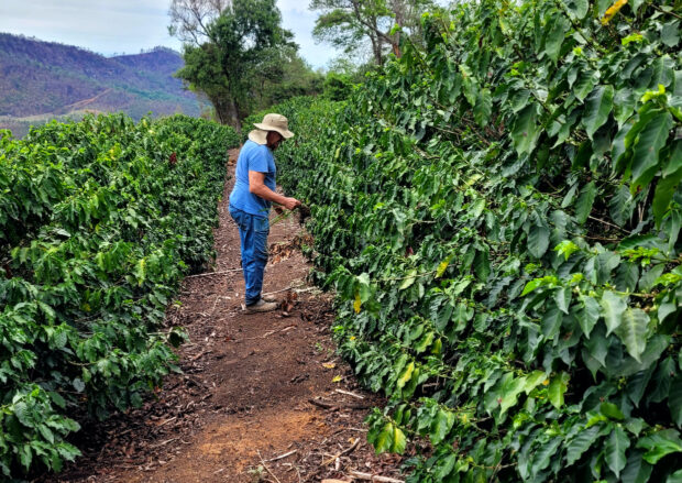 Brazil Coffee Production